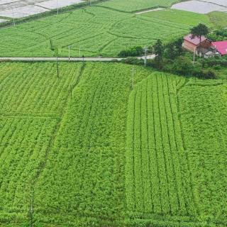 日产3吨！渌口区龙门镇清塘村300亩水芹持续热销