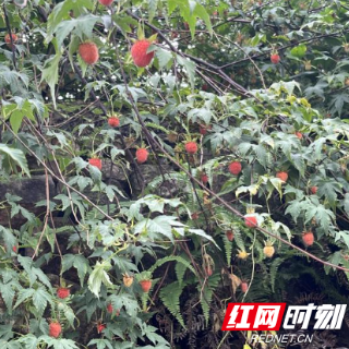 炎陵县水口镇平岗村结出“致富红果”