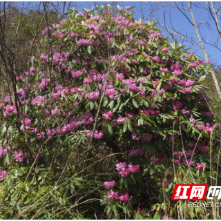 炎陵县发现国家二级保护植物井冈山杜鹃‌