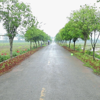 渌口区140余名村民“众筹”扮靓260米乡间路