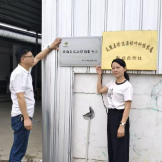 炎陵：“流动供销”进林间 粽叶飘香促增收
