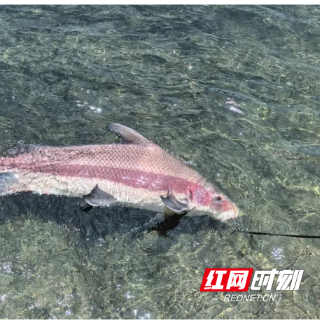 株洲公安放归国家二级重点保护野生动物胭脂鱼