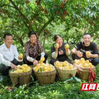 炎陵黄桃何以“桃醉天下”