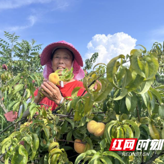 茶陵县合户村蟠桃园里盘出致富路