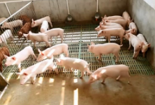 湖南抓好生猪生产工作：全年预计出栏生猪4200万头