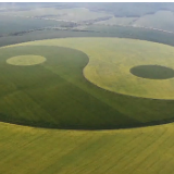 视频丨你一定没见过！世界最大农作物太极图景观