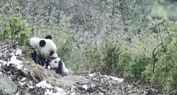 四川广元：红外相机记录大熊猫带幼崽野外“历练”