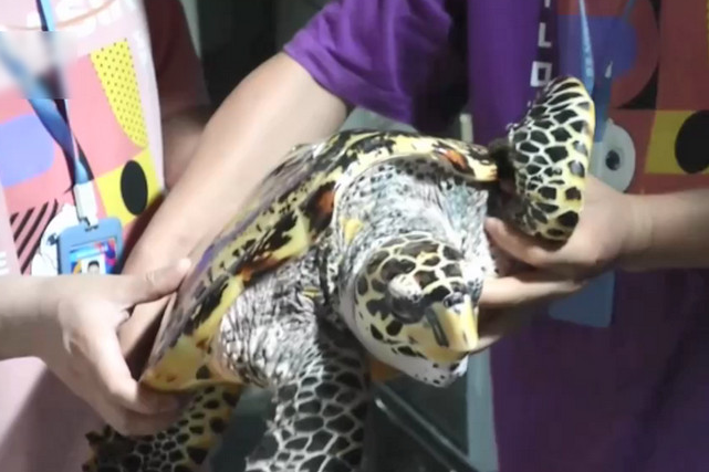 辽宁大连：渔民发现濒危物种玳瑁