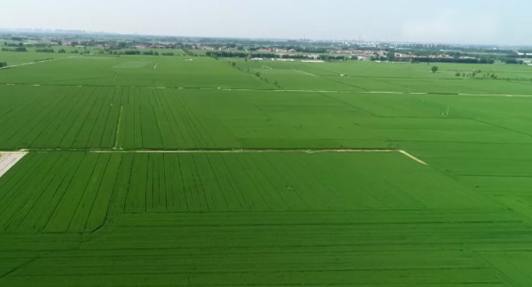 春耕一线观察 航天小麦品种大面积推广 实现稳产高产