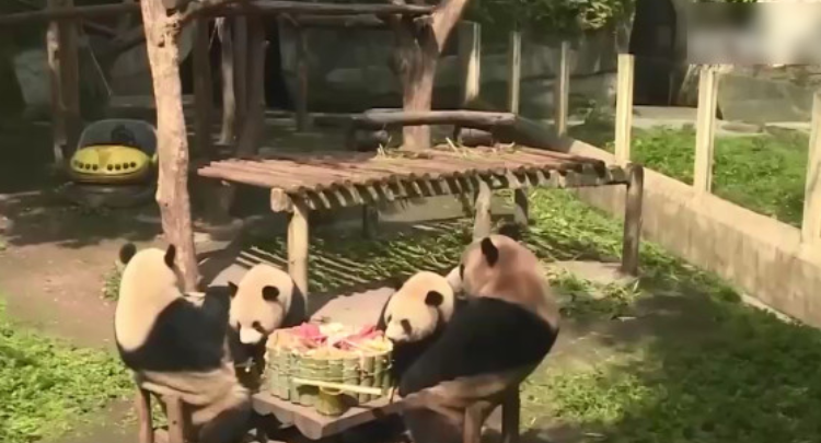 重庆：大熊猫九宫格前吃“火锅”