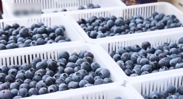 贵州：八万余亩蓝莓迎丰收