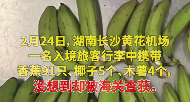 湖南长沙：旅客携带91只香蕉入境被海关查获 引发网友热议 官方：未经检疫 禁止携带 可能造成有害生物入侵