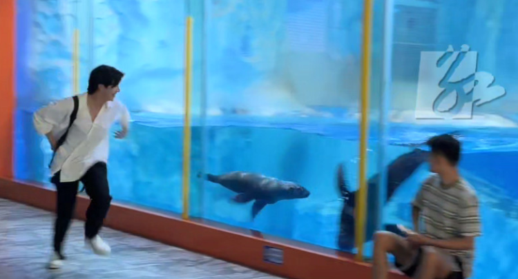 江苏徐州：男子去海洋馆被海豹追逐，感觉很神奇，很有缘，隔着玻璃都能感受到开心。