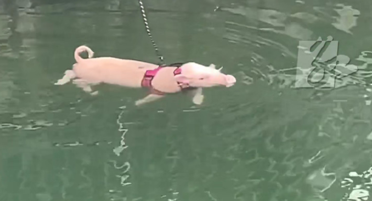 浙江绍兴：小猪被绳子牵着在河里游泳 男子“唤猪” 小猪游得更起劲 