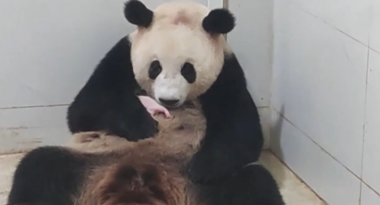 重庆：大熊猫“好奇”顺利产仔 熊猫宝宝满三周对外亮相