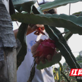 茶陵县腰陂村：火龙果变身“脱贫致富果”