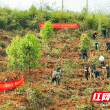 芦淞区防疫绿化两不误 植树迎春正当时