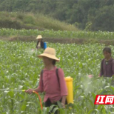 茶陵县开展植保植检工作 防治草地贪夜蛾