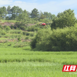 茶陵：植保无人机统防统治 全力以赴打好早稻保穗仗