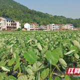 茶陵潞理村：香芋长势喜人 助力脱贫攻坚