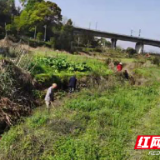 醴陵枫林镇：持续落实河湖长制 助力美丽乡村建设