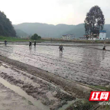 炎陵县水口镇：春暖好时节 春耕一派繁忙