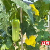 视频丨小丝瓜擘画大蓝图 株洲市芦淞区首届白关丝瓜节举行