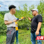 株洲：直播间里有果香 炎陵黄桃再出圈