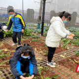 隆兴中学开展有机蔬菜种植基地爱心义卖社会实践活动