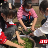 荷塘区龙洲小学：“龙娃”爱劳动 春分品蒿子