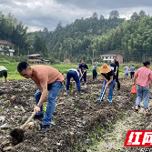 炎陵县垄溪乡：党员干部齐上阵 抛荒耕地“披绿衣”