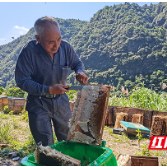 视频丨高山上养蜂人的苦与乐