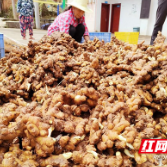 茶陵县腰潞镇:定点对接生姜销售 助力乡村振兴