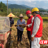 国网炎陵供电公司“红马甲”电助秋收稻飘香