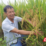 醴陵臻两优8612百亩示范片喜获丰收