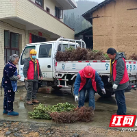 国网炎陵县供电公司免费发放油茶苗 助农护线保安全