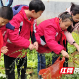 渌口区明德小学开展采摘实践活动