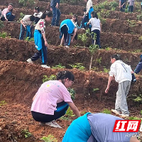 渌口镇水口小学开展校外劳动实践活动