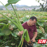 株洲攸县宁家坪镇：乡村振兴项目水浇艳富民产业花