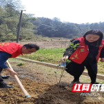 渌口区明德小学第一党支部开展义务植树主题党日活动