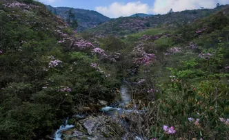 组图丨炎陵：曲径通幽，沿着百年前的茶盐古道赏青山红花