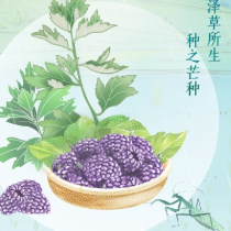 湖湘风物·芒种丨泽草所生，种之芒种：艾草和桑葚