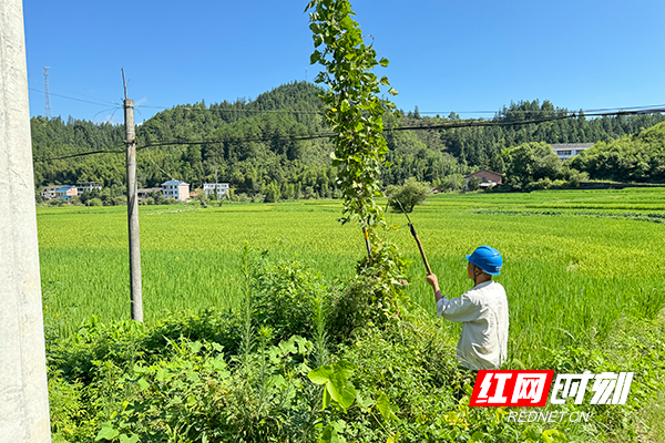 国网炎陵县供电公司：为电力设备“松绑” 开展树障藤蔓清理工作