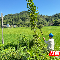 国网炎陵县供电公司：为电力设备“松绑” 开展树障藤蔓清理工作