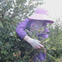 茶陵县:霜染油茶枝,金果迎丰年