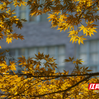 组图丨盖着秋日邮戳的株洲校园