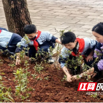 芦淞区龙泉小学：“植”此青绿 共“树”未来 