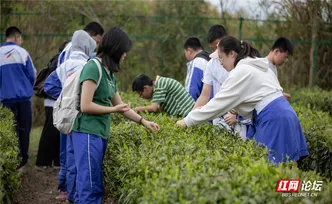 【每日一图@湖南】课本外的春天！株洲学子把课堂搬进炎陵万亩茶园