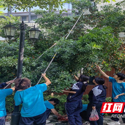 株洲市特殊教育学校举行2025年劳动实践教育暨杨梅节活动