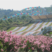 茶陵县：110万株紫薇花盛开（图）